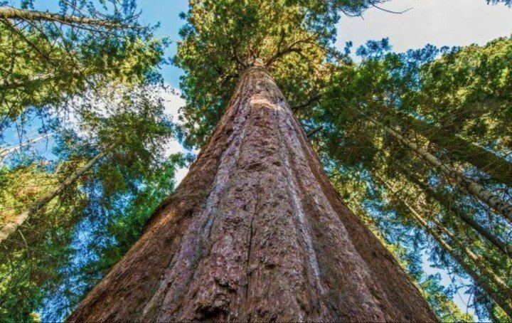 California podría multar con hasta US$5000 y seis meses de cárcel por visitar el árbol más alto del mundo