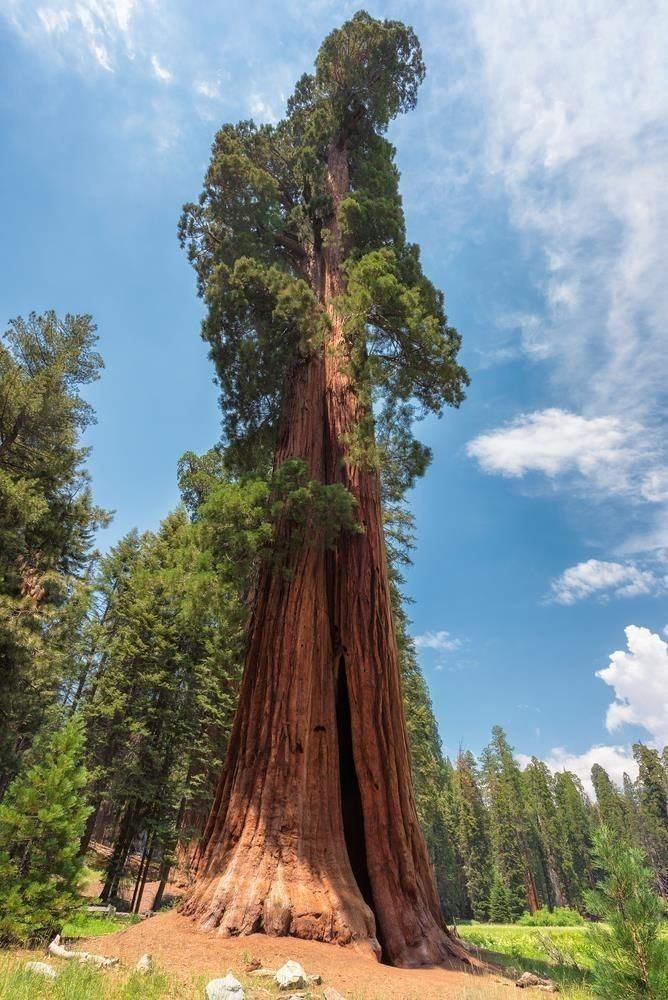 image árbol más alto el hyperion el arbol mas alto del mundo 2