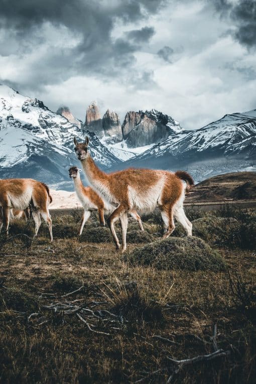 image Qué hacer en Torres del Paine foto safari tour 1