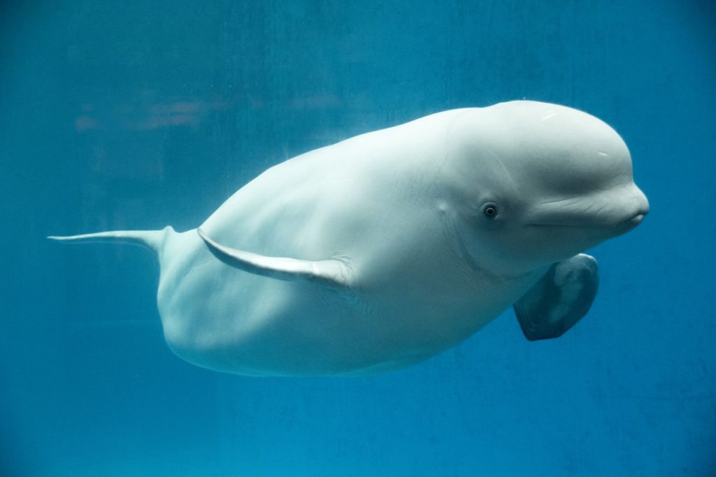 image ballena la ballena blanca es un mamifero marino que actualmente se enfrenta a numerosas amenazas