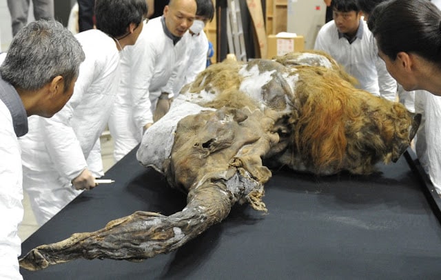 A 39,000-year-old female baby woolly mammoth named Yuka from the Siberian permafrost is surrounded by exhibition staff at an exhibition in Yokohama, suburban Tokyo on July 9, 2013. The frozen woolly mammoth will be exhibited from July 13 until September 16.    AFP PHOTO / KAZUHIRO NOGI (Photo by KAZUHIRO NOGI / AFP)