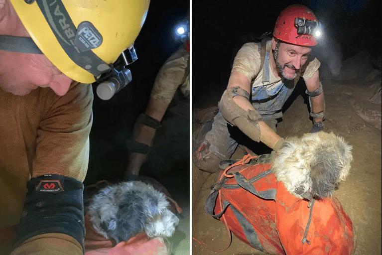 perro perdido en cueva