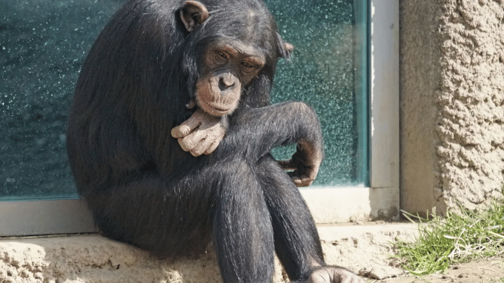 image toti presentan habeas corpus la liberacion toti un chimpance un zoologico rionegrino