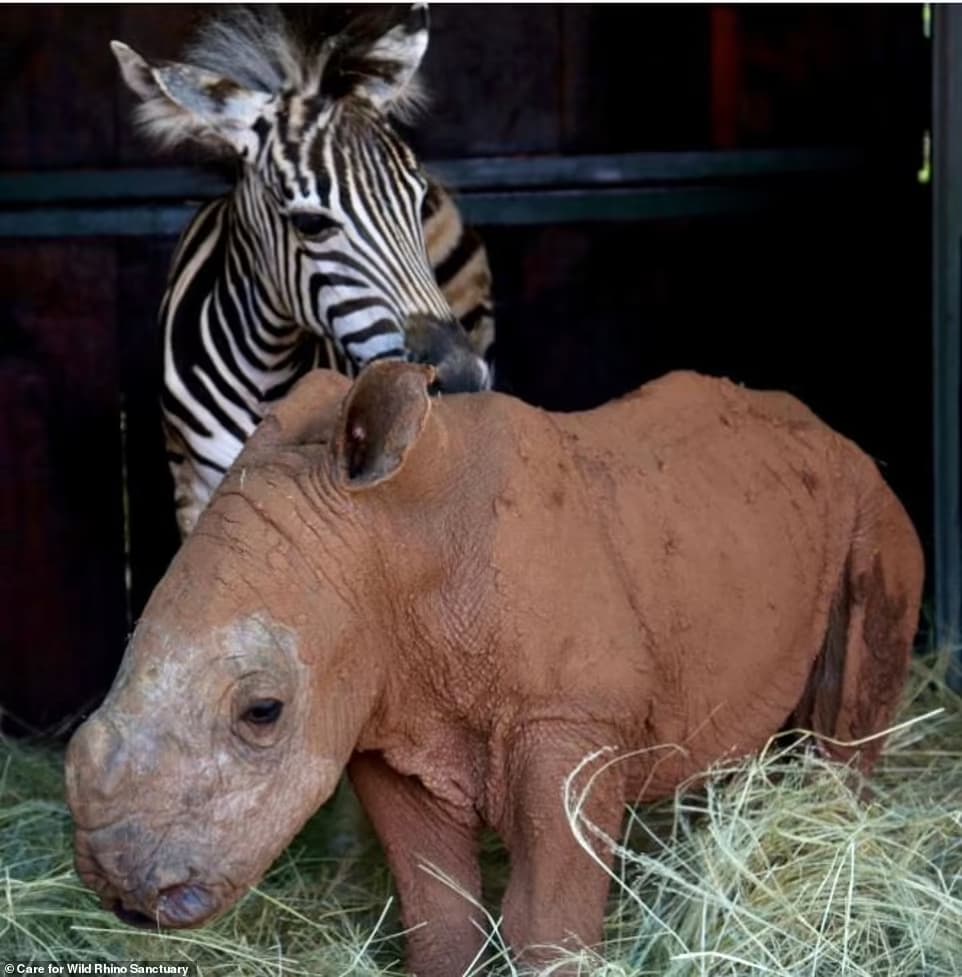 image santuario de Sudáfrica rinoceronte y cebra bebe sudafrica 1