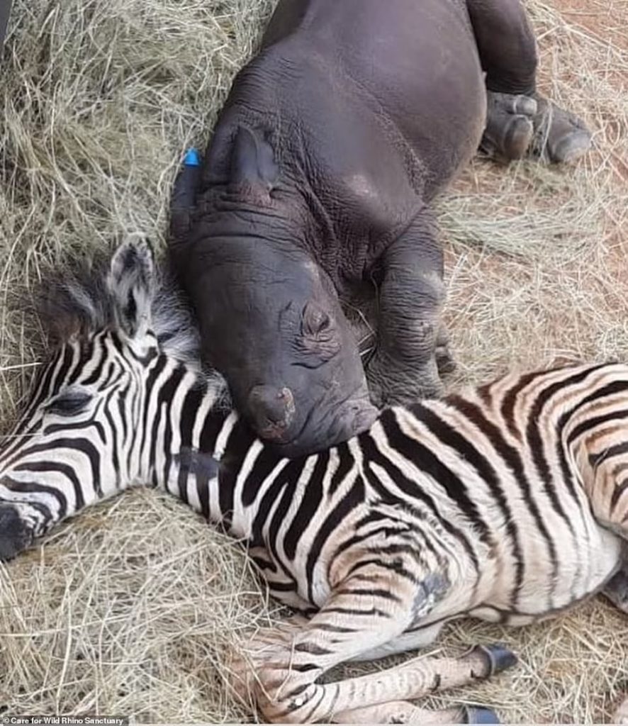 image santuario de Sudáfrica rinoceronte y cebra bebe sudafrica 4