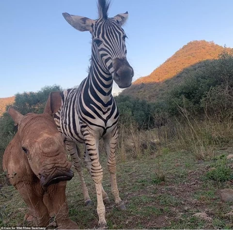 Un rinoceronte y una cebra bebés se vuelven mejores amigos en un santuario de Sudáfrica luego de que quedaran huérfanos