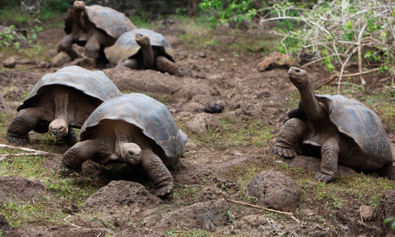 tortugas-galapagos