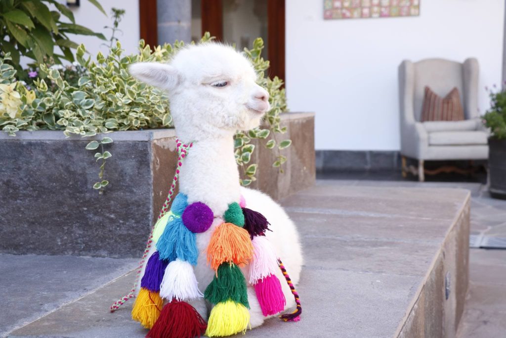 image alpacas tours con alpacas Cusco 1