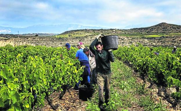 España adelantó la vendimia de septiembre a agosto debido a las altas temperaturas que se registran