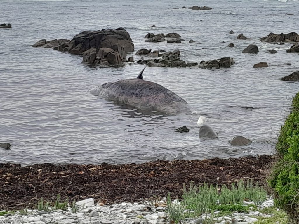 ballenas