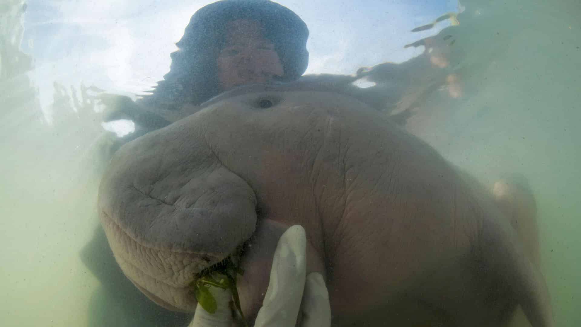 In this Thursday, May 23, 2019, photo, an official of Department of Marine and Coastal Resources feeds sea-grass to Marium, a baby dugong separated from her mother, on Libong island, Trang province, southern Thailand. The baby dugong that has developed an attachment to humans after getting lost in the ocean off southern Thailand is being nurtured by marine experts in hopes that it can one day fend for itself.(Sirachai Arunrugstichai via AP)