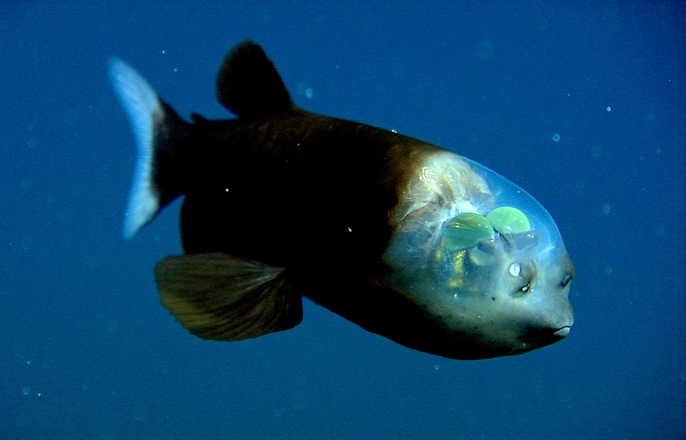 The barreleye (Macropinna microstoma) has extremely light-sensitive eyes that can rotate within a transparent, fluid-filled shield on its head. The fish's tubular eyes are capped by bright green lenses. The eyes point upward (as shown here) when the fish is looking for food overhead. They point forward when the fish is feeding. The two spots above the fish's mouth are olfactory organs called nares, which are analogous to human nostrils.