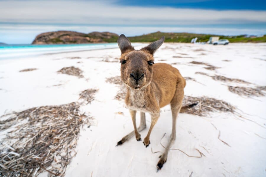 image playas de australia canguro lucky bay parque nacional cape grand 167657 141