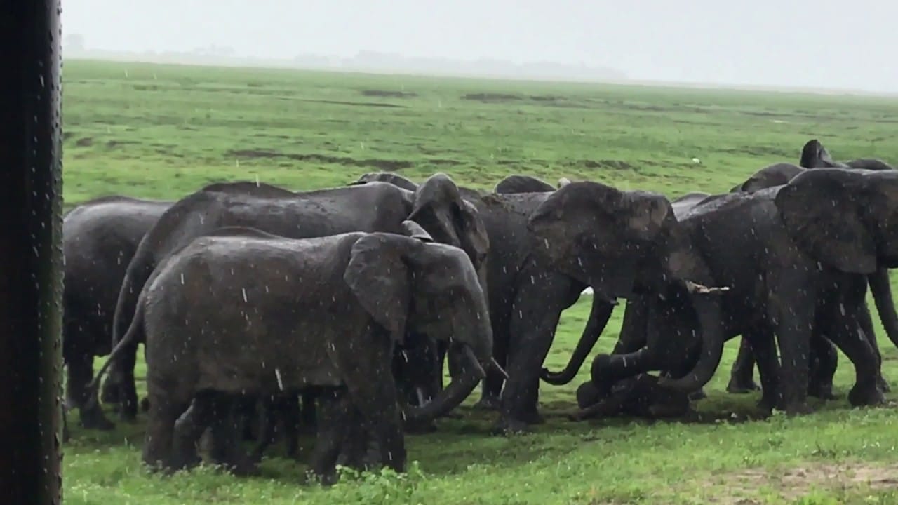 elefante da a luz