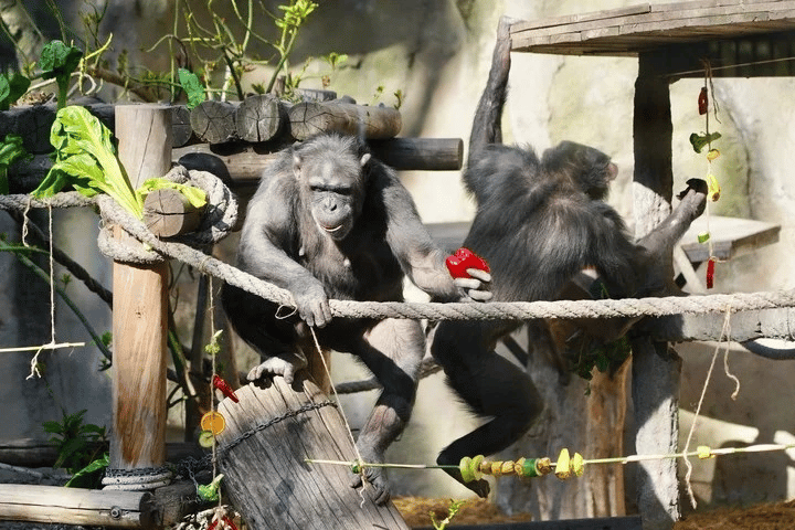 image chimpancés image 34