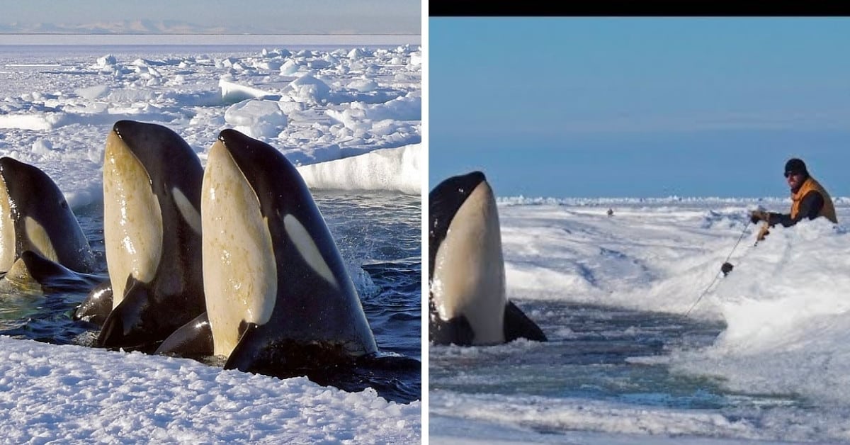 orcas antártida cazando