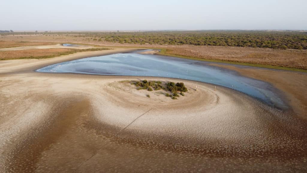 Doñana: Uno de los humedales más importantes de Europa vive su mayor crisis