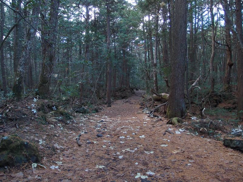 image lugares para celebrar Halloween 10 Bosque de Aokigahara