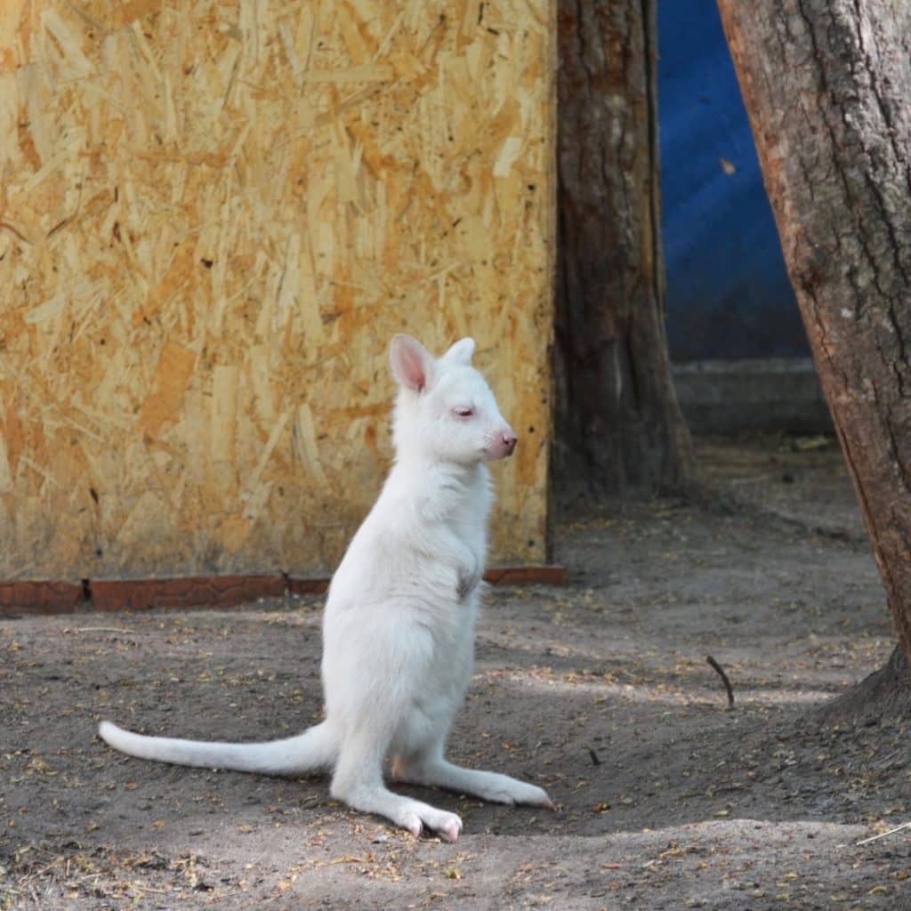 canguro México: Viralizaron la foto de un canguro albino en una tienda de mascotas image canguro 187476476 996220867783095 2768076868737695717 n