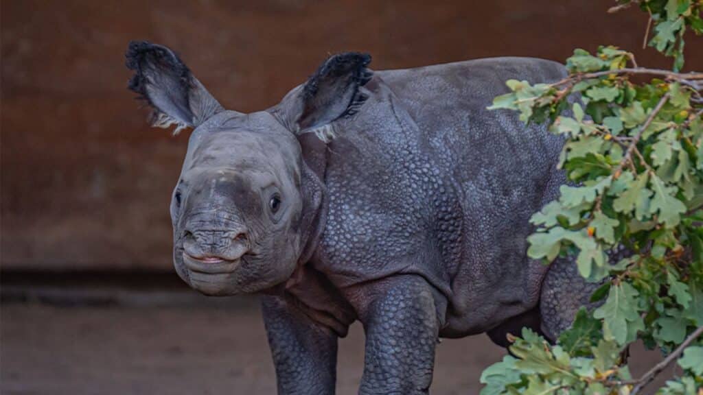 image 221028100606 02 chester zoo baby rhino