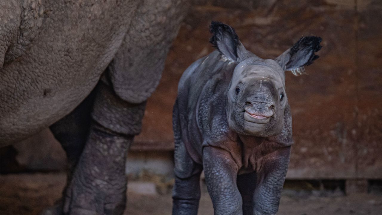 221028100618-01-chester-zoo-baby-rhino