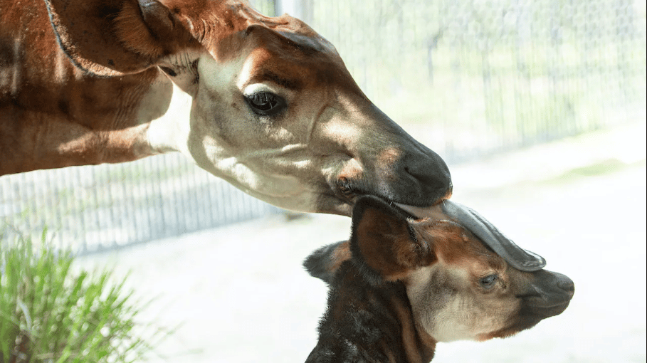 okapi