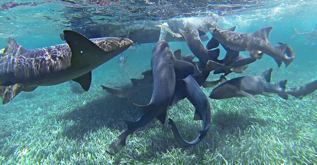 image visitar belice Shark Ray Alley