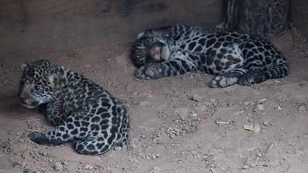 Nacen dos cachorros de yaguareté en el Parque Nacional El Impenetrable: serán liberados para aumentar la reintroducción de la población