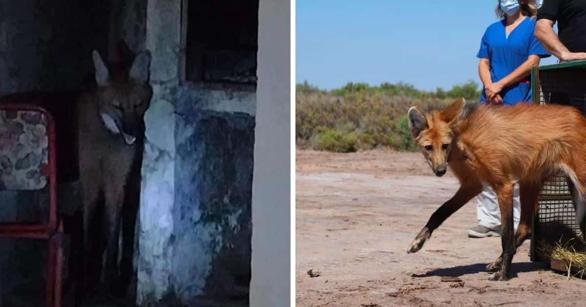 encuentran aguará guazú corrientes en una casa