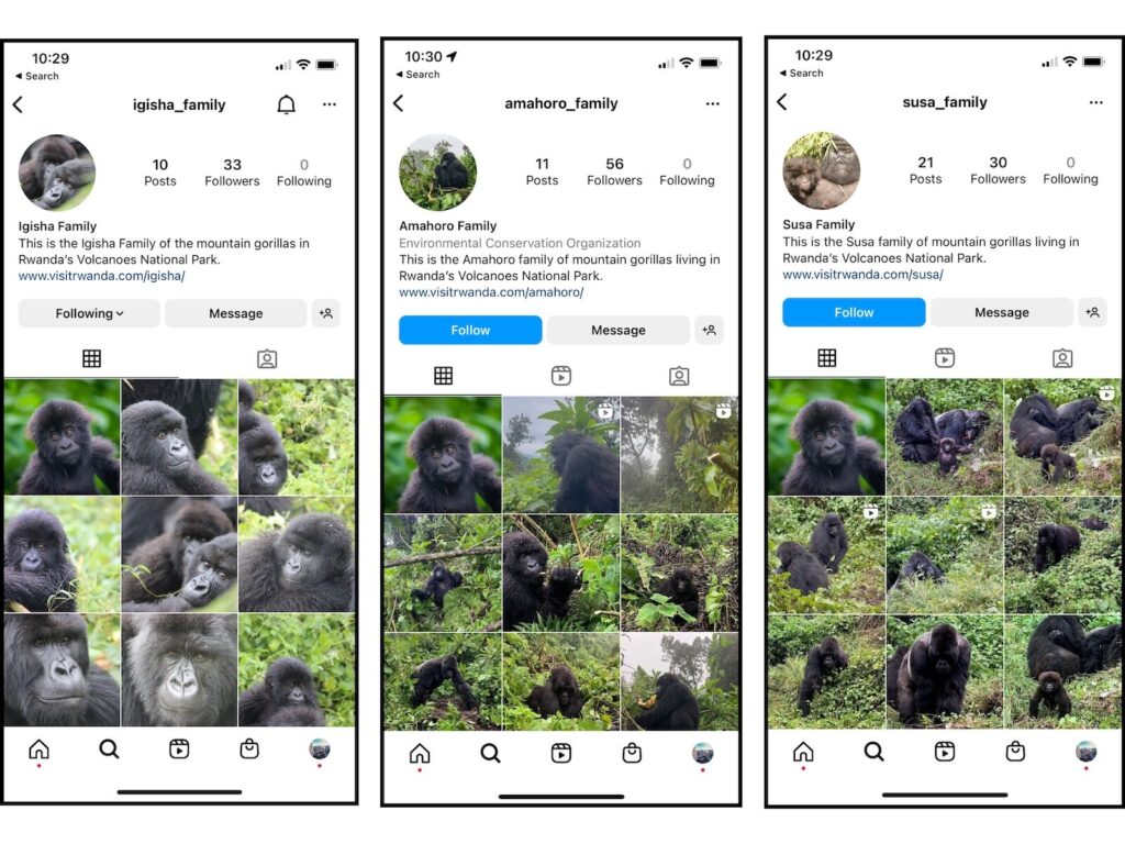 Ruanda lanza GorillaGram, una plataforma que ayudaría a mantener vivos a los gorilas con cada foto publicada en Instagram