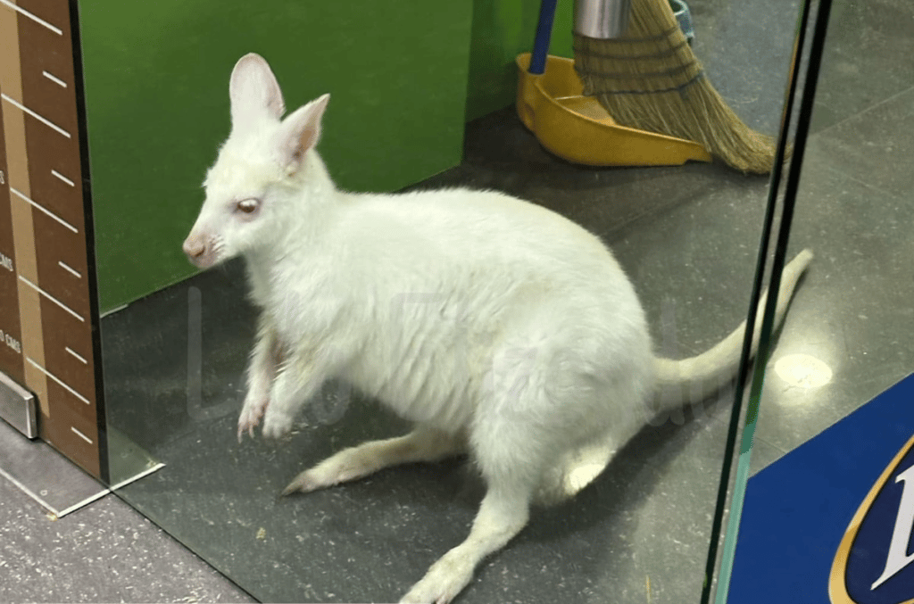 canguro México: Viralizaron la foto de un canguro albino en una tienda de mascotas canguro
