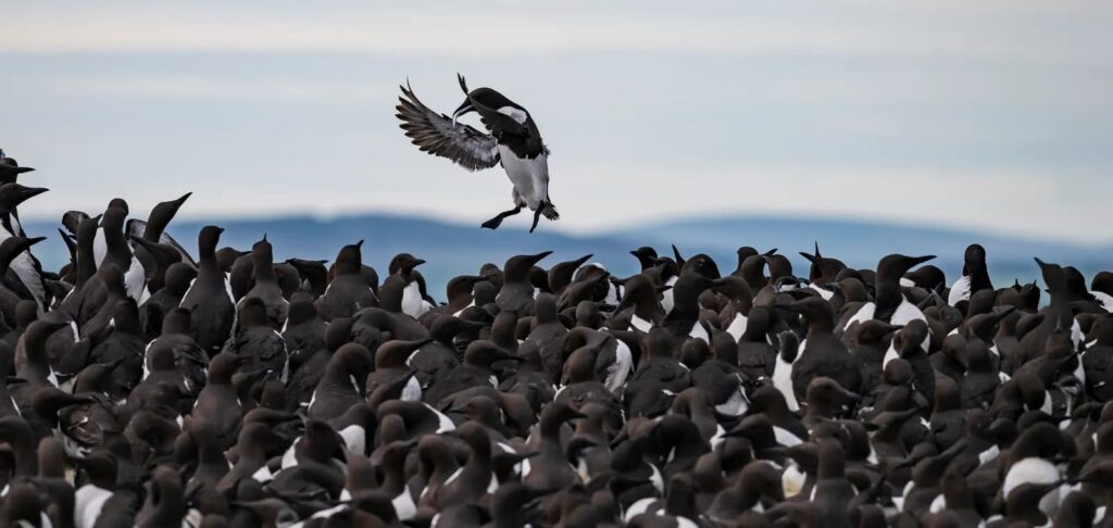 The Comedy Wildlife Photography Awards