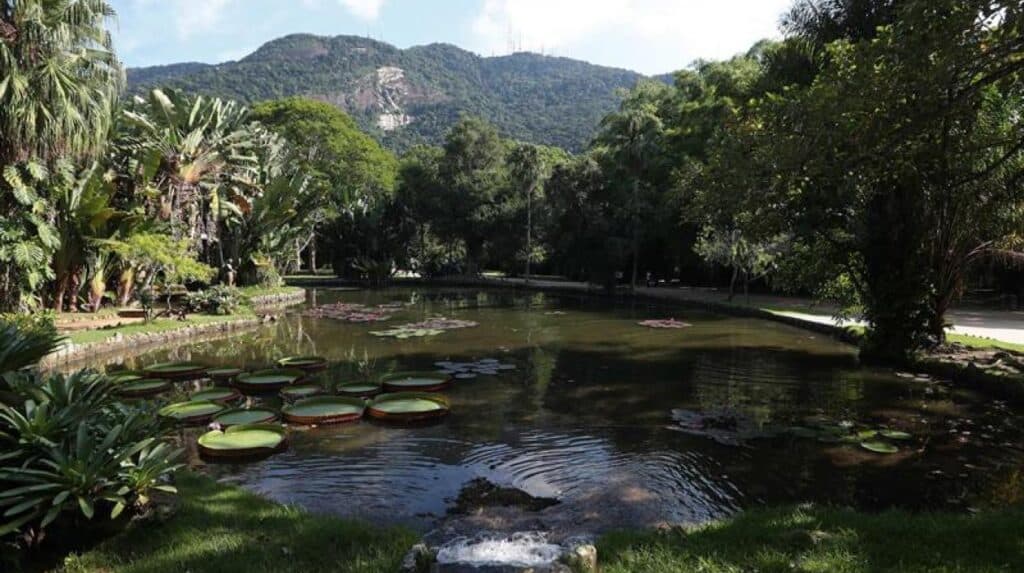 image río de janeiro jardin botanico