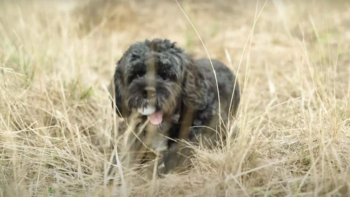 perro junta pelotas de golf