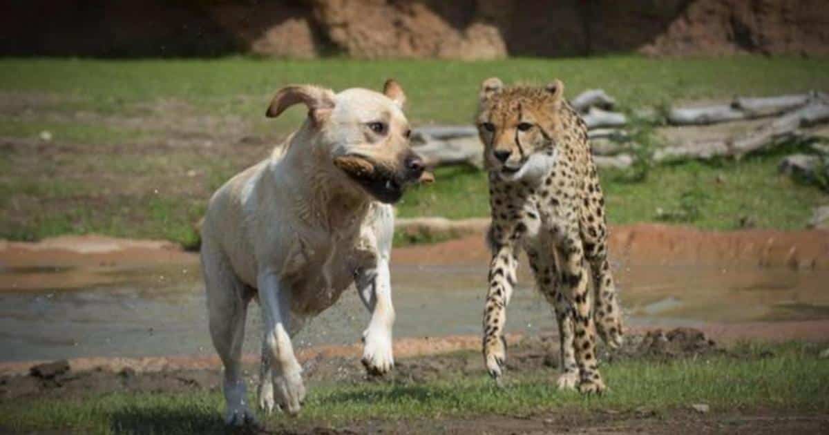 perro y chita