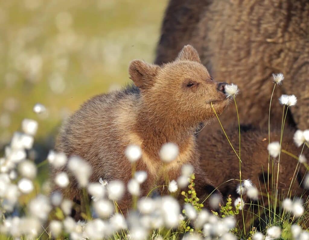 image The Comedy Wildlife Photography Awards wildlife