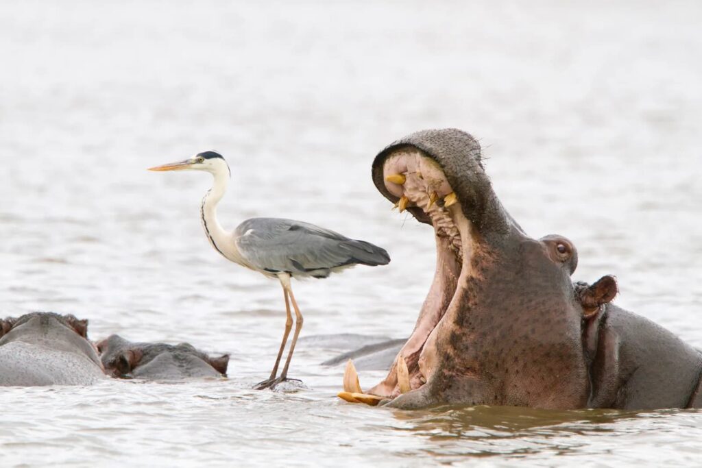 image The Comedy Wildlife Photography Awards wildlife 11