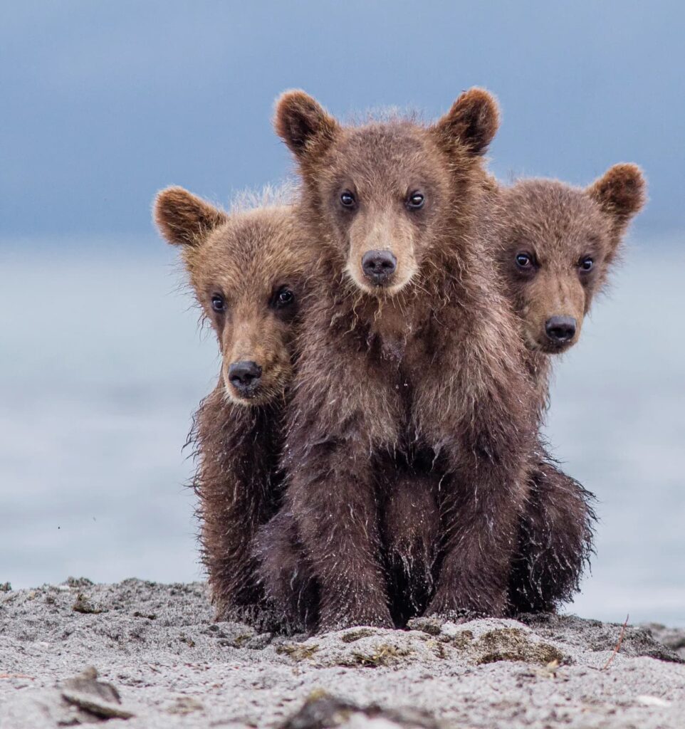 image The Comedy Wildlife Photography Awards wildlife 44