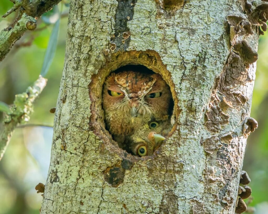 image The Comedy Wildlife Photography Awards wildlife 5