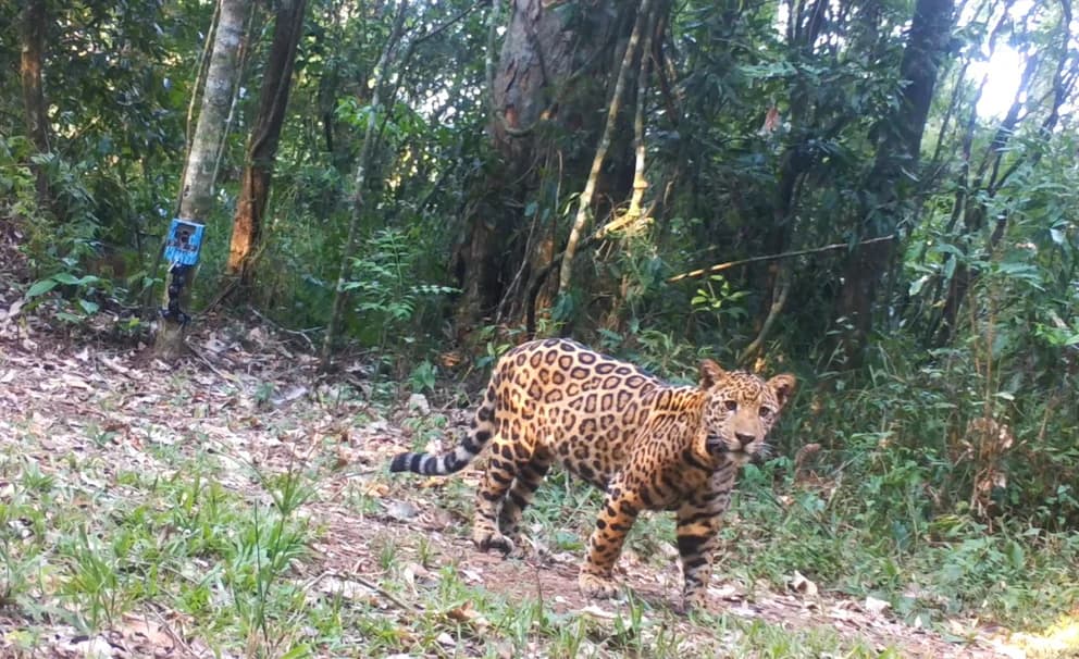 Descubren 8 yaguaretés en el Parque Nacional Iguazú: una especie en Argentina en plena lucha contra el peligro de extinción