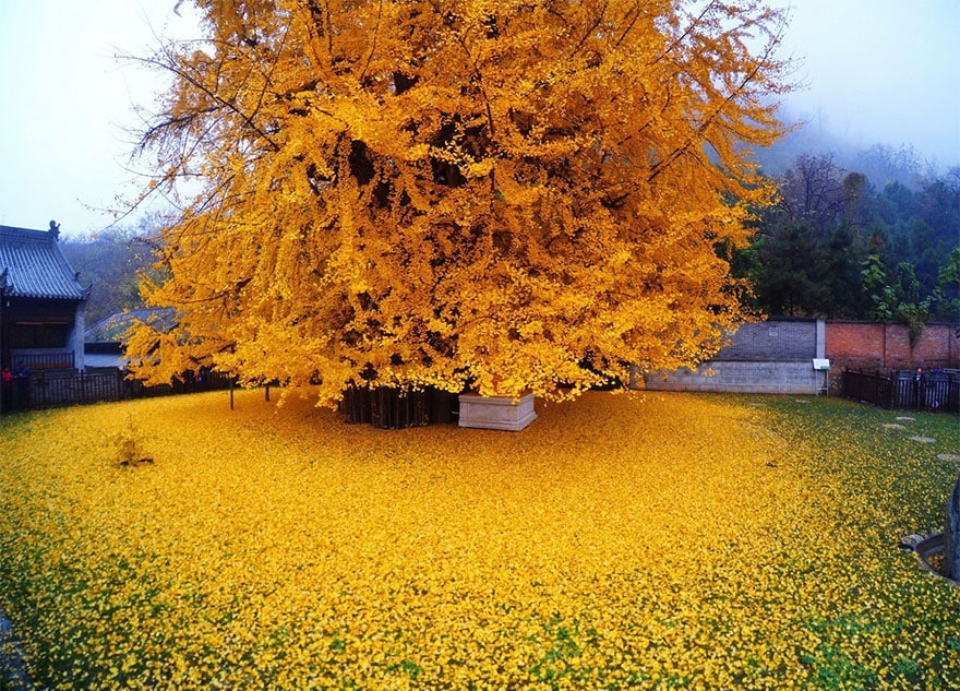 image 1400 old ginkgo tree yellow leaves buddhist temple china 1