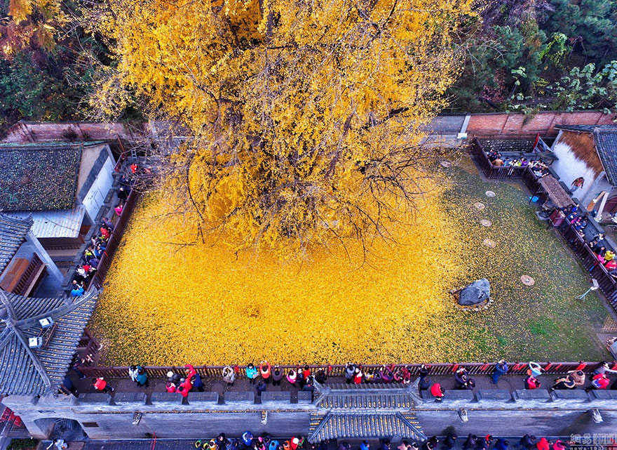 image 1400 old ginkgo tree yellow leaves buddhist temple china 5