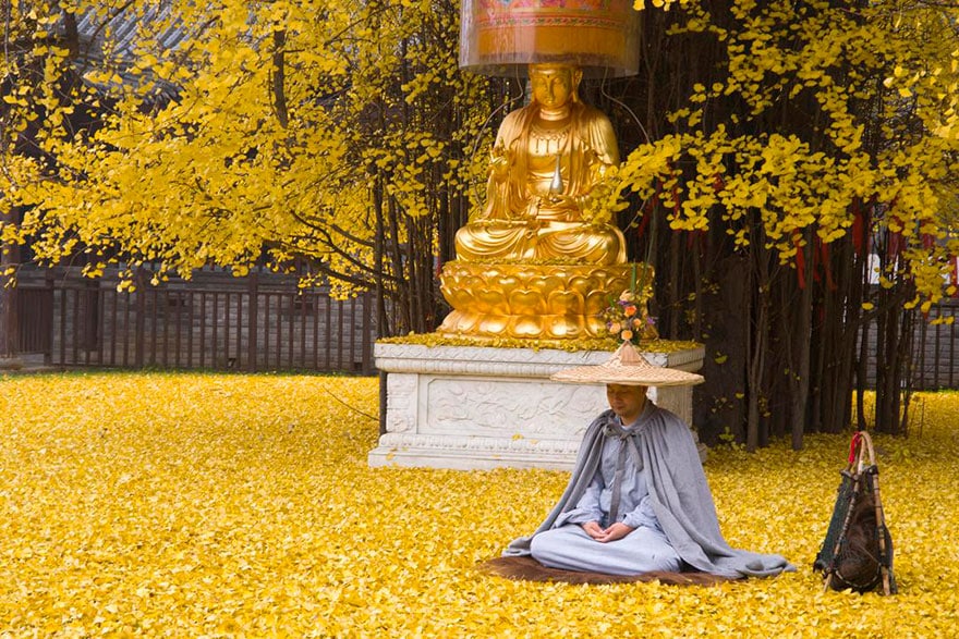 image 1400 old ginkgo tree yellow leaves buddhist temple china 6