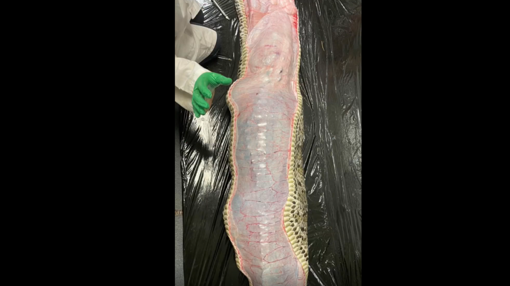 Científicos de Florida le realizan una autopsia a una pitón y se encuentran con esto image Cientificos realizan autopsia a una piton que se trago un caiman en Florida
