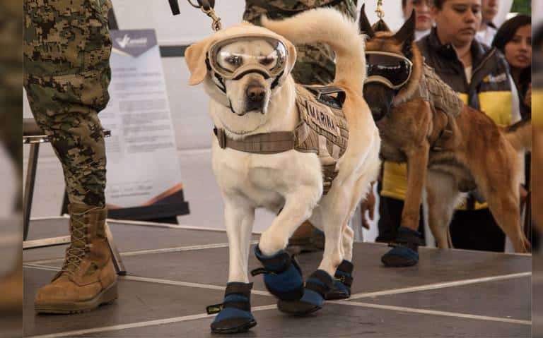 image Confirma la Marina muerte de Frida la heroica perrita rescatista del 19S