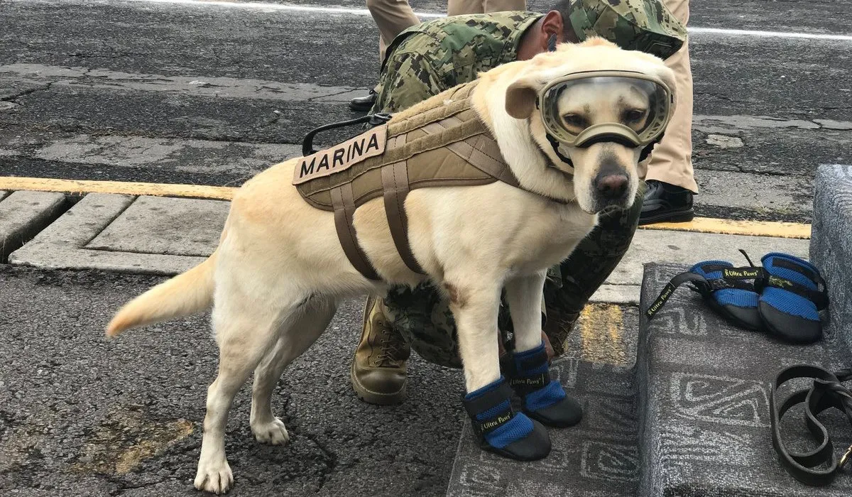 Ha-fallecido-Frida-la-perra-rescatista-que-se-gano-el-corazon-de-los-mexicanos