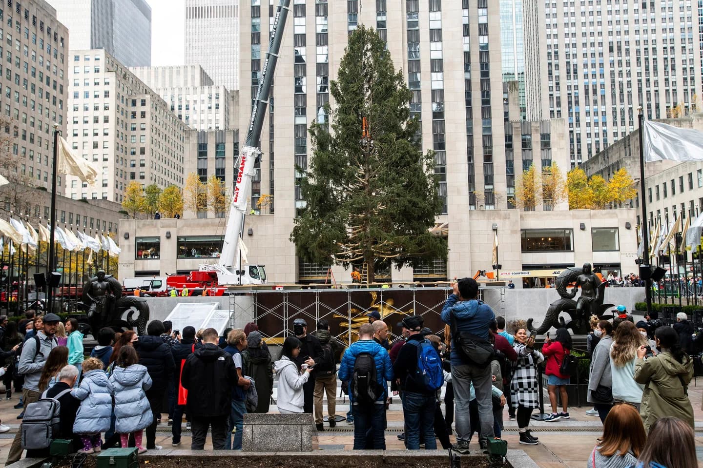 Nueva York El árbol de Navidad del Rockefeller Center se iluminará el 30 de noviembre en una transmisión en vivo