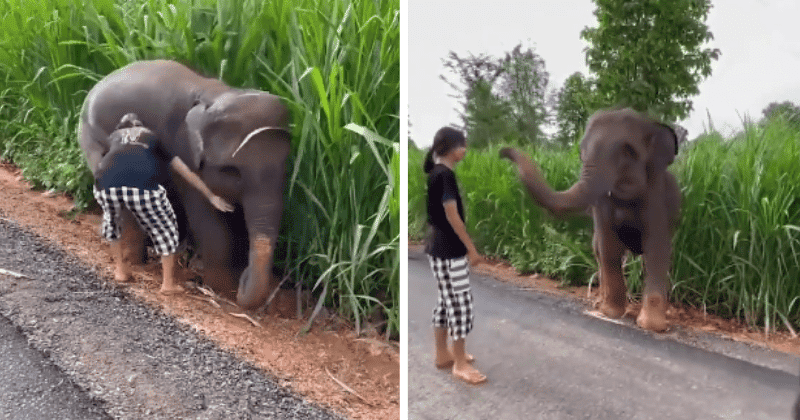 elefante agradece a niña