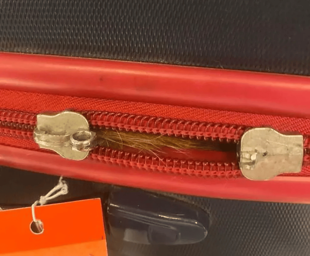 gato Viajaba a Orlando y perdió el vuelo porque encontraron un gato en su maleta gato