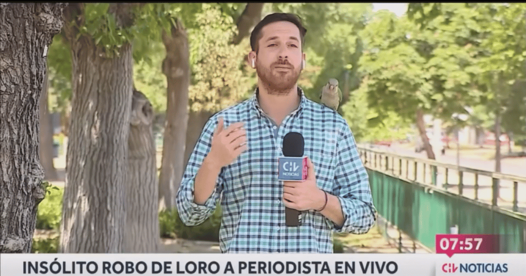 periodista Un periodista sufrió un insólito robo en plena nota: "Sigue prófugo" periodista